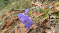 Lobelia sublibera