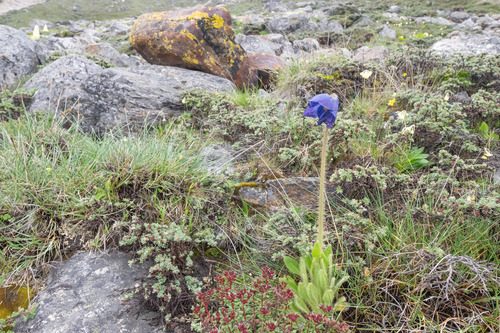 Meconopsis simplicifolia, photograph 3