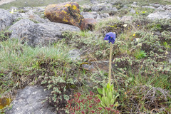 Meconopsis simplicifolia, photograph (c) Morten Ross, some rights reserved (CC BY)