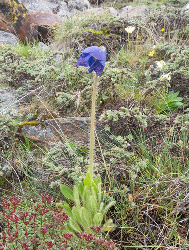 Meconopsis simplicifolia, photograph 2