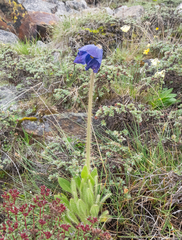 Meconopsis simplicifolia, photograph (c) Morten Ross, some rights reserved (CC BY)