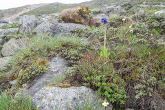 Meconopsis simplicifolia, photograph (c) Morten Ross, some rights reserved (CC BY)