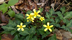 Ranunculus sierrae-orientalis