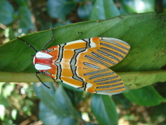 Anaxita decorata