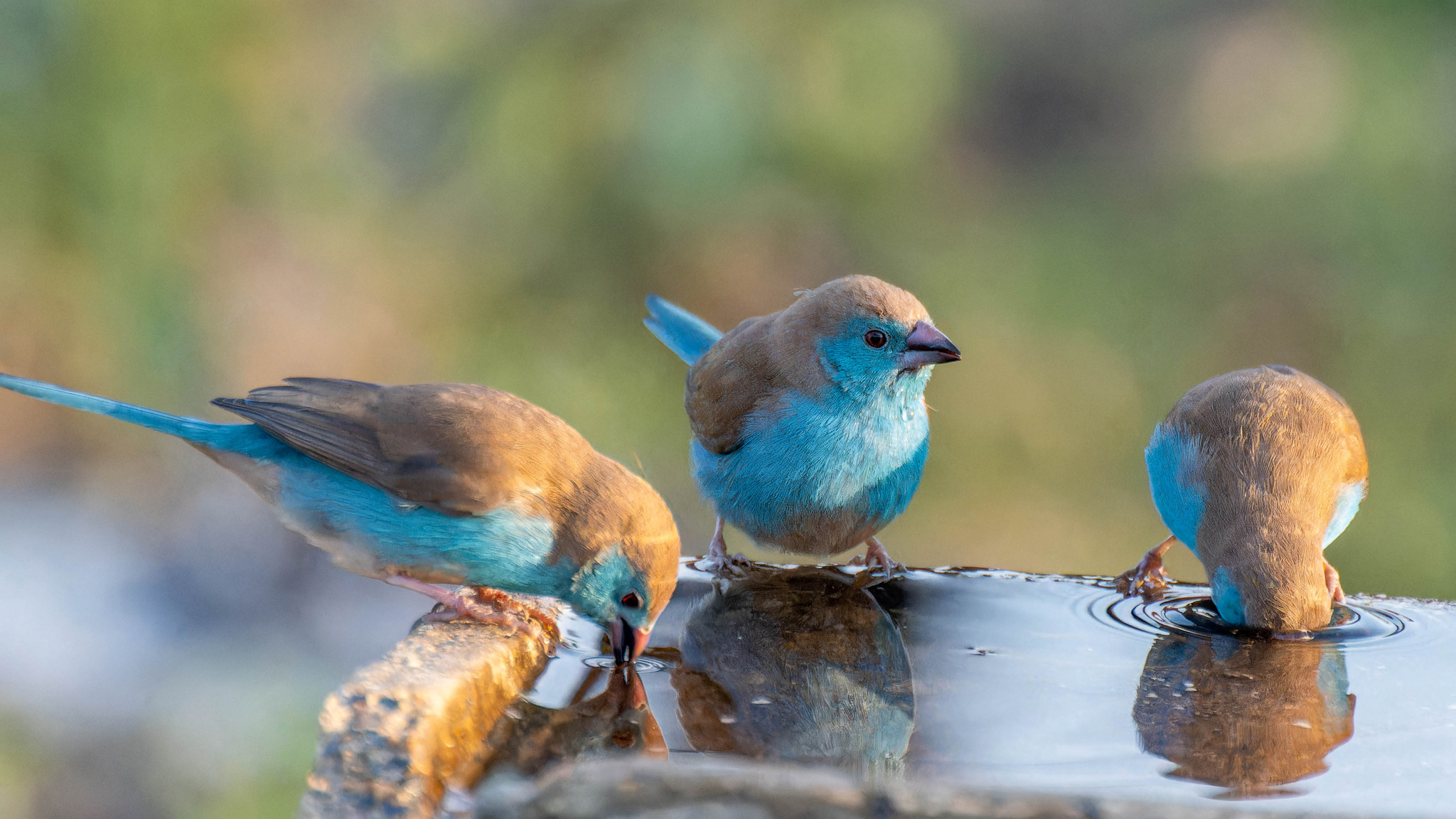 Southern Cordonbleu (Uraeginthus angolensis) · iNaturalist