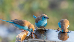 Blue Waxbill photo 2