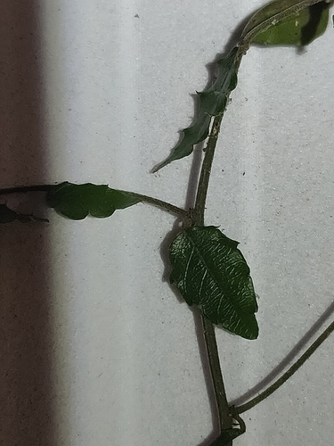 Image of Ventilago pubiflora by (c) Tony van Kampen, some rights reserved (CC BY)