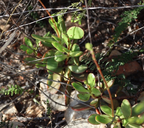 Crassula cultrata