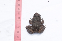 Limnonectes kuhlii