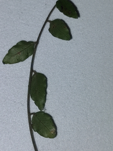 Image of Ventilago pubiflora by (c) Tony van Kampen, some rights reserved (CC BY)