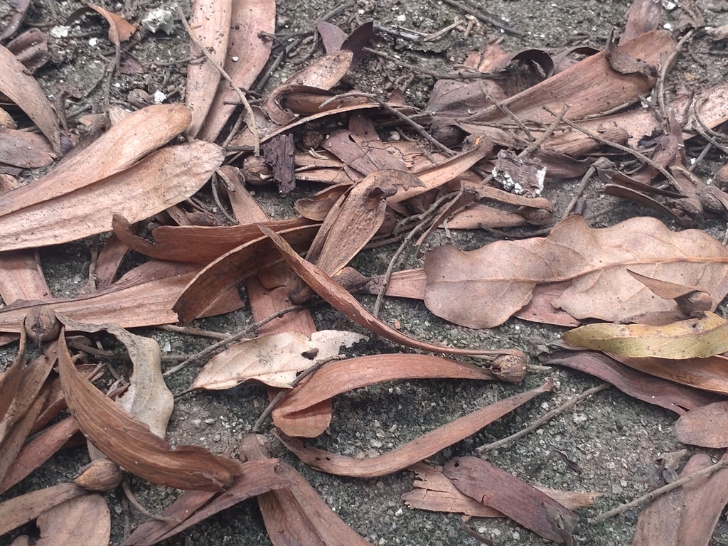 Mạy khen hua – Hopea odorata