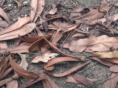 Hopea odorata, photograph (c) Utain Pummarin, some rights reserved (CC BY)