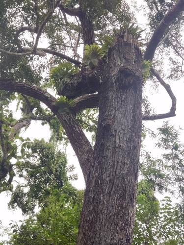 Image of Hopea odorata by (c) Utain Pummarin, some rights reserved (CC BY)