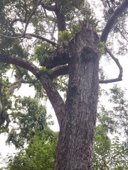 Hopea odorata, photograph (c) Utain Pummarin, some rights reserved (CC BY)