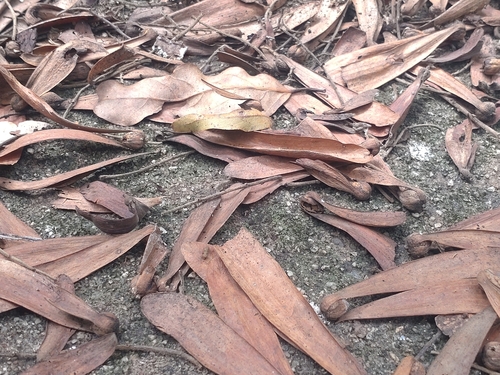 Hopea odorata, photograph 5
