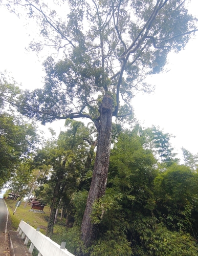 Hopea odorata, photograph 6