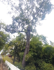Hopea odorata, photograph (c) Utain Pummarin, some rights reserved (CC BY)