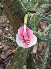 Clitoria javitensis