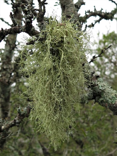 Quipu Lichen