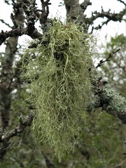 Ramalina peruviana