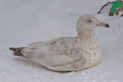 Larus argentatus × hyperboreus
