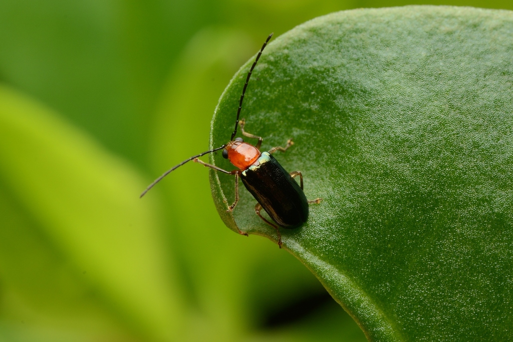 Cerophysa taiwana