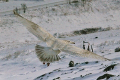 Larus argentatus × hyperboreus