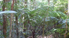 Cyathea rebeccae