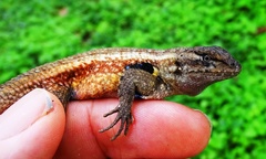 Sceloporus teapensis