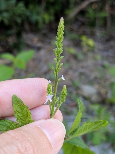 Verbena scabra image