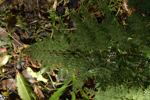 Paesia scaberula (Paesia scaberula)
