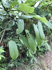 Dioscorea benthamii