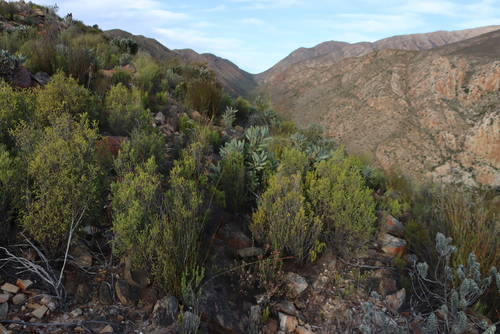 Image of Passerina obtusifolia by (c) Tony Rebelo, some rights reserved (CC BY-SA)