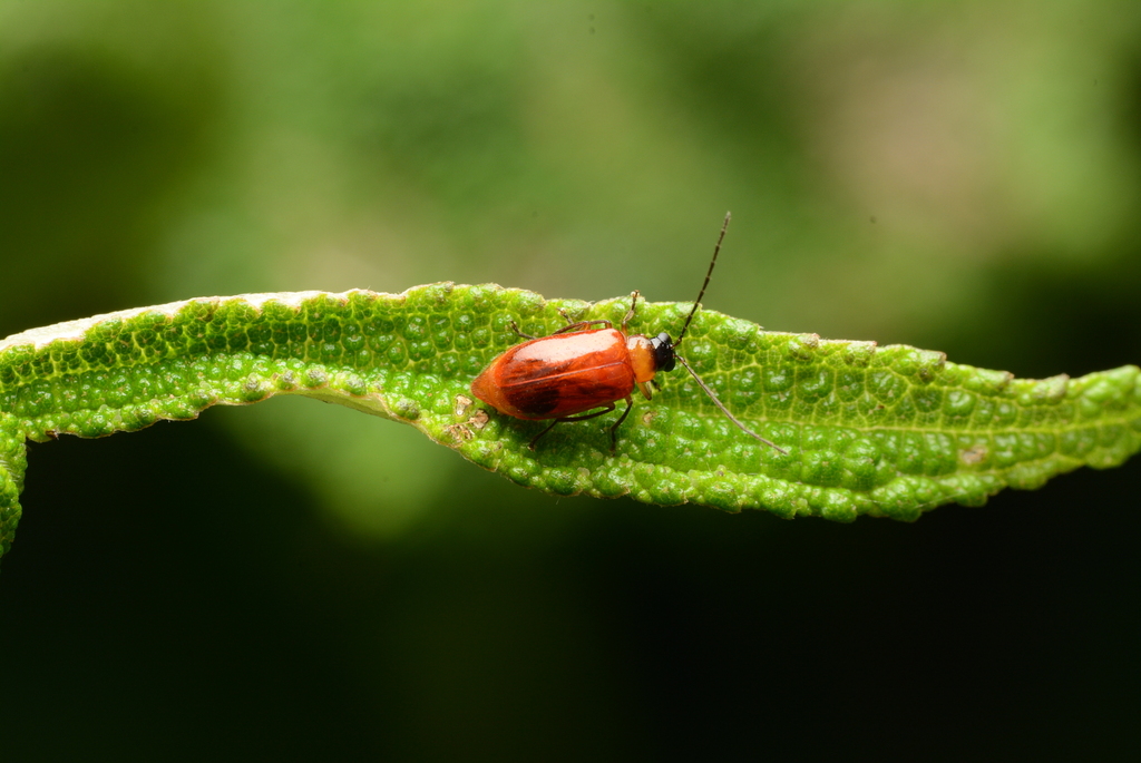 Monolepta parvezi
