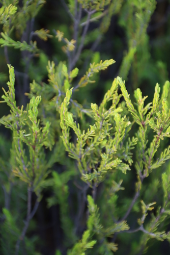 Image of Passerina obtusifolia by (c) Tony Rebelo, some rights reserved (CC BY-SA)
