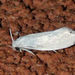 Yucca Moths - Photo (c) Diane P. Brooks, some rights reserved (CC BY-NC-SA), uploaded by Diane P. Brooks