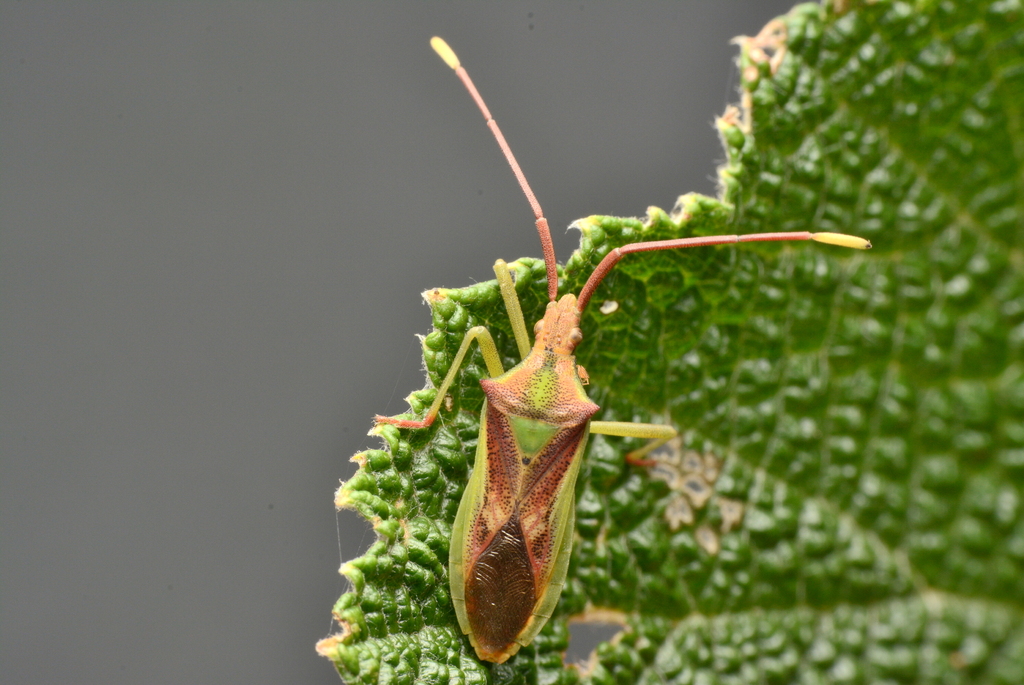 Gonocerus longicornis