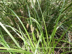 Carex fascicularis