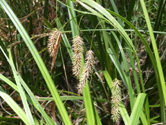 Carex fascicularis