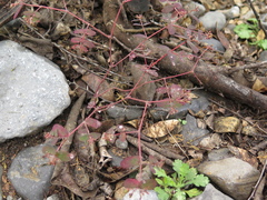 Euphorbia berteroana