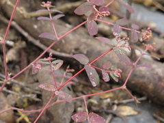 Euphorbia berteroana