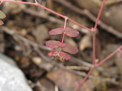 Euphorbia berteroana