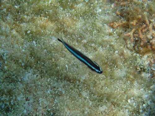 Elacatinus lobeli observed 2023-07-27