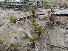 Cyperus pedunculatus