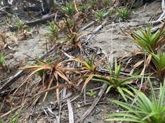 Cyperus pedunculatus