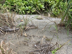 Cyperus pedunculatus