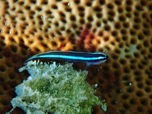 Elacatinus lobeli observed 2023-07-27