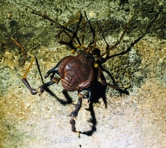 Pachylus chilensis