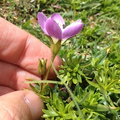 Gentianella cerastioides