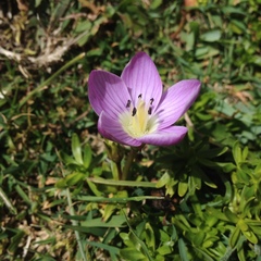 Gentianella cerastioides